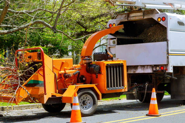 Trusted Universal City, TX  Tree Services Experts